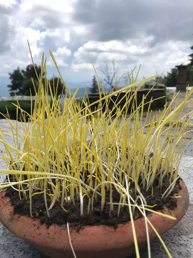 Harela-chitra-768x1024-1