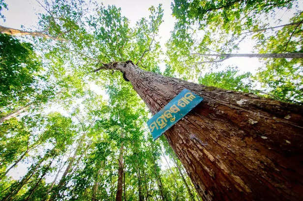 358844-2-sal-tree-in-similipal