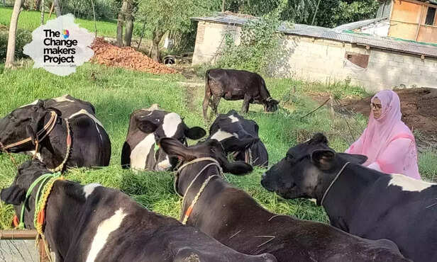 368072-kashmir-cows-junaid