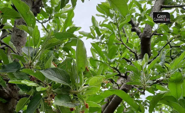 365115-kashmir-climate-change