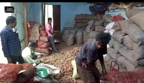 358735-1-ginger-farmers-stocked-ginger-in-a-house-at-patangi