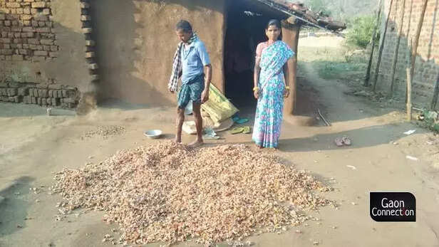 359079-mahua-flowers-odisha