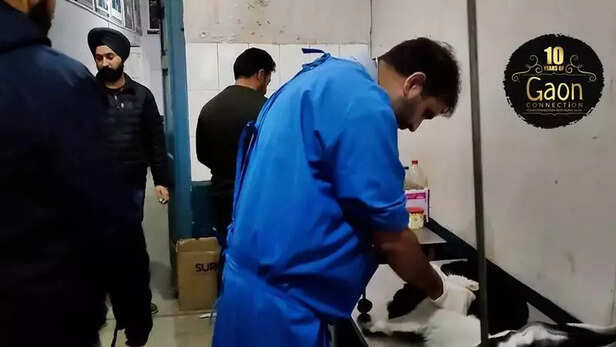 362535-animals-treatment