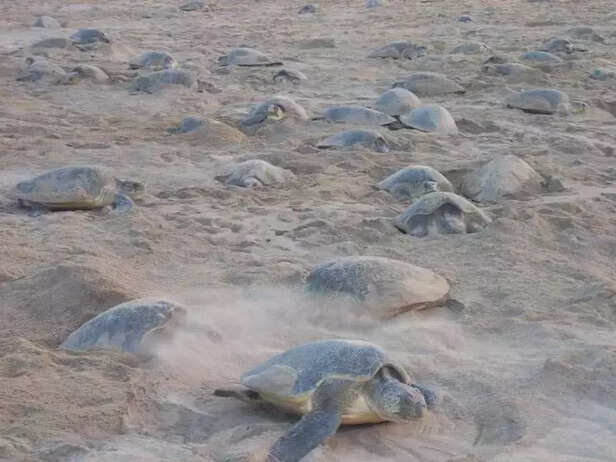 358626-turtles-beach