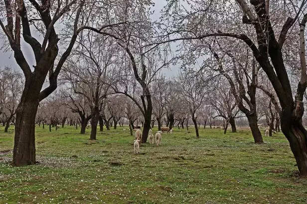 362157-almond-orchard
