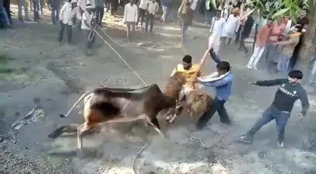 368941-chhoda-utsav-festival