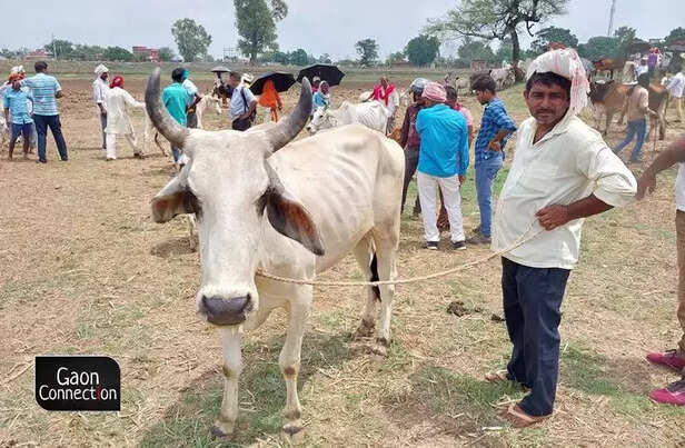 360747-cattle-fair-crowd