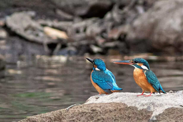 358472-common-kingfisher-photo-by-vedant-sapra