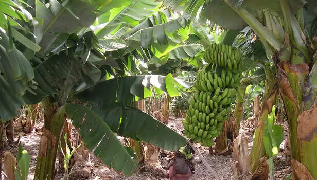 366711-banana-plantation