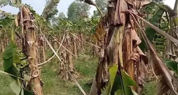 361268-banana-damaged