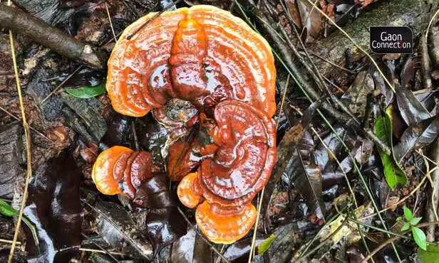 362775-untitled-design-5