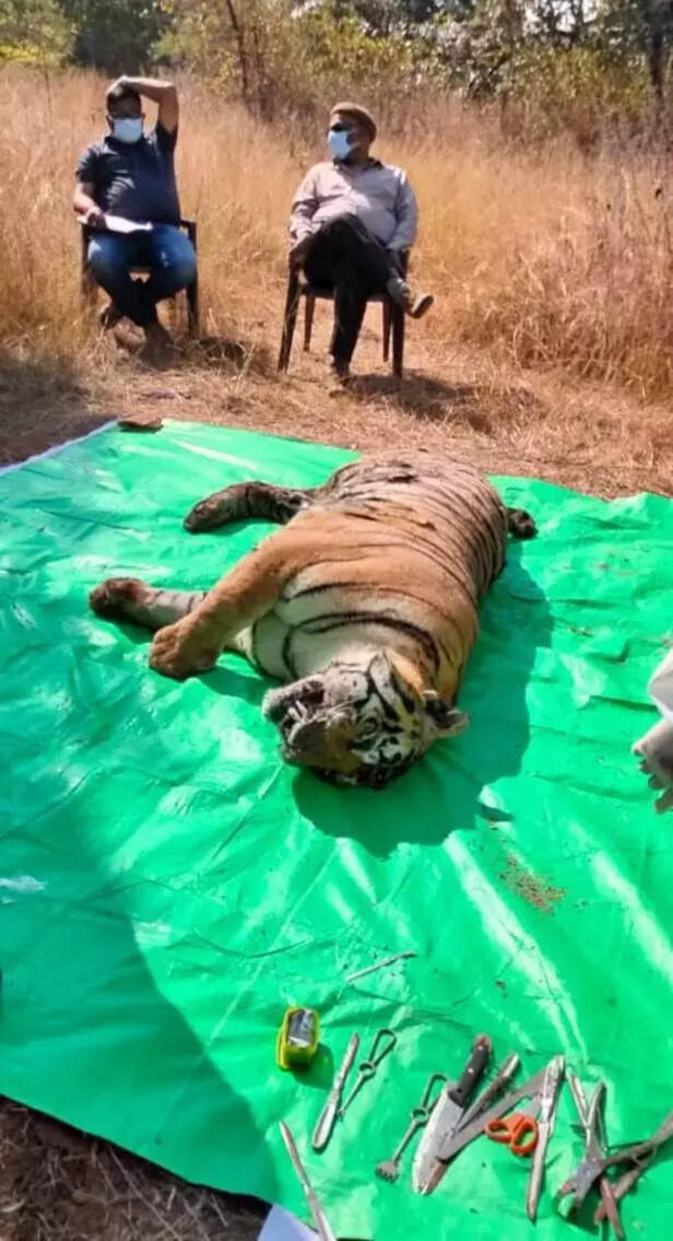 362584-tiger-death-in-panna
