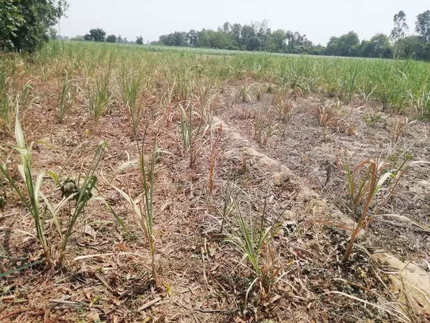 360570-paddy-nursery