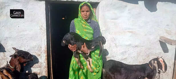 363752-goat-rearing-rajasthan