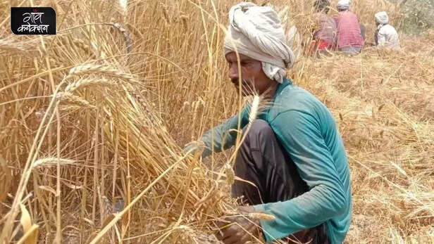 359423-wheat-production-exports-pm-garib-kalyan-anna-yojana-ukraine-russia-war-public-distribution-system-rice-right-to-food-punjab-uttar-pradesh-mandi-msp-4