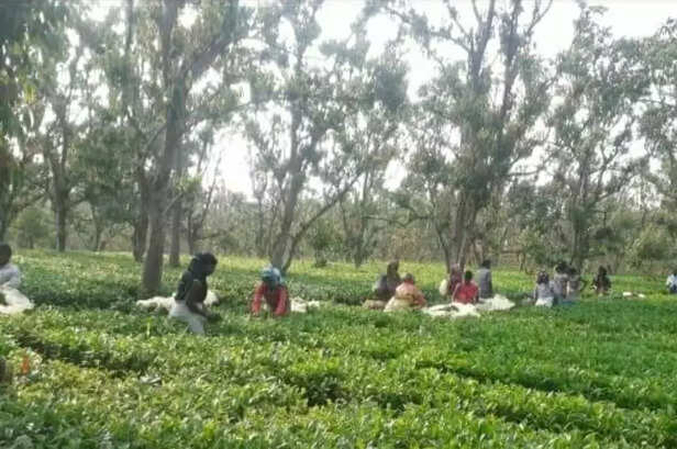 358642-whatsapp-image-2022-03-30-at-34846-pm