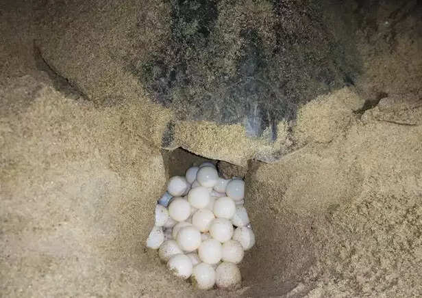 358625-turtles-egg