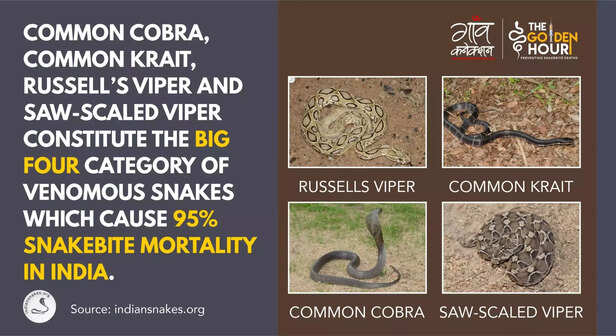 360887-360589-4-big-snake-5-scaled-1