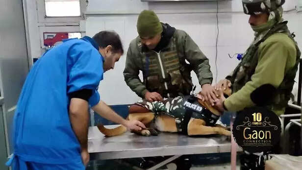 362533-kashmir-rabies-treatment