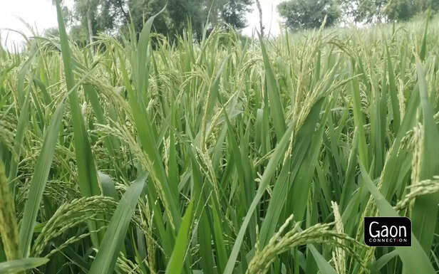 362293-trif-4-scaled-1