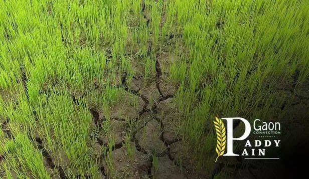 361201-361006-bangladesh-rice-production