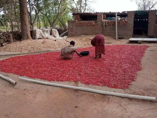 360262-farmers-drying-red-chillies-in-kuchinda