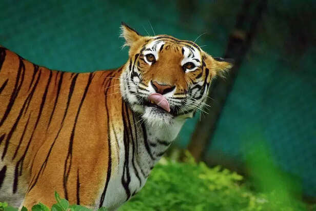 360780-wildlife-5143975960720