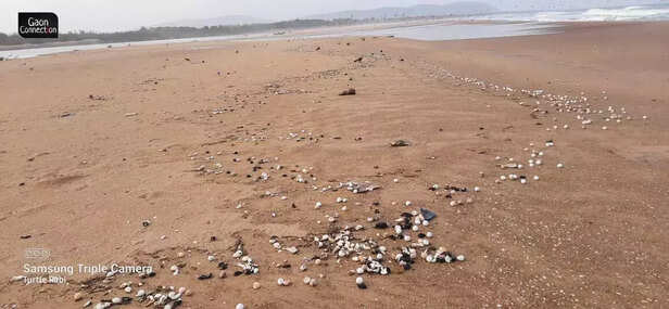 359552-5-rushikulya-beach-is-littered-with-exposed-turtle-eggs