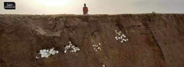 359554-2-exposed-turtle-eggs-at-rushikulya