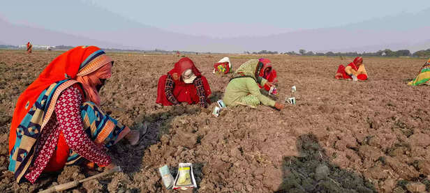 358446-358411-melon-cultivation-madhya-pradesh-scaled-1