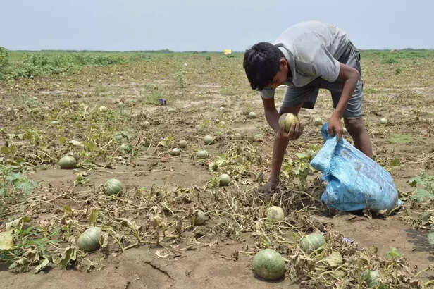 358449-358412-353629-loss-of-farmers-growing-vegetables-on-farmers-due-to-increase-in-water-level-of-rivers