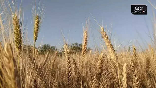 358230-wheat-crop