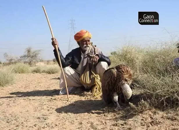 358663-great-india-bustard