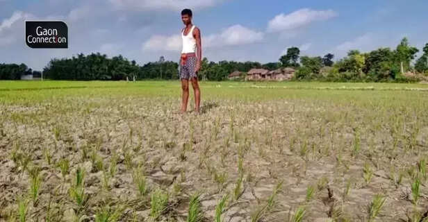 360940-paddy-production