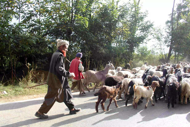 365138-kashmir-bakerwal-news-scaled-1