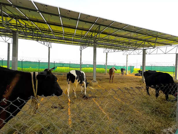 Picture 4- Vishwajeet Poojary, Asar