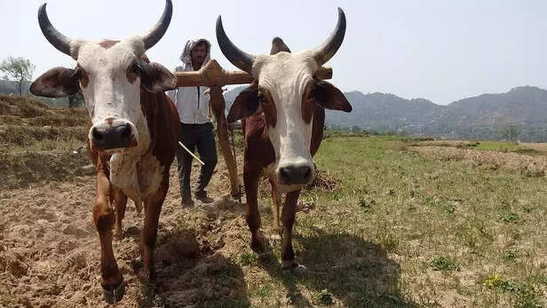 360607-farming-5908528960720