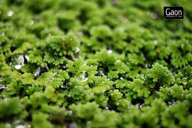 Azolla As The Indian Farmers’ All-Weather Friend (1)