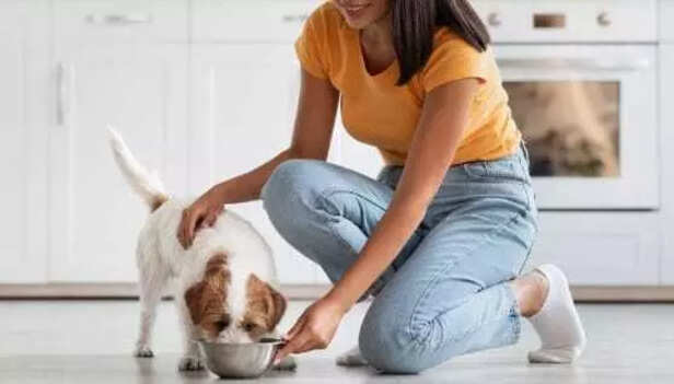 pet owner preparing the best food for their pet