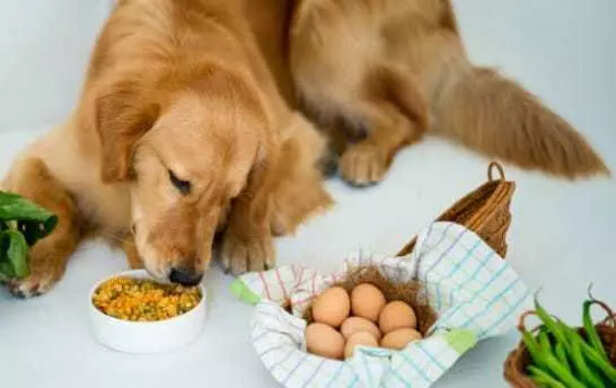 Balanced homemade diet for pet