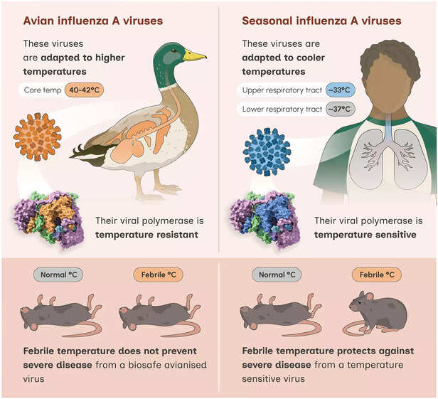 जब चूहों के शरीर का तापमान कृत्रिम रूप से बढ़ाया गया (यानी बुखार जैसी स्थिति बनाई गई) तब मानव-PB1 वाला वायरस कमजोर पड़ गया