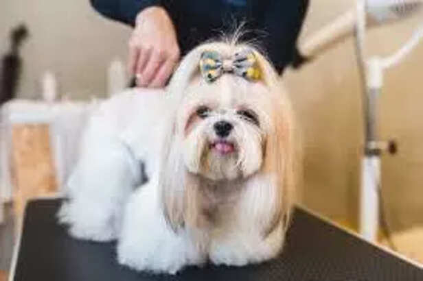 Shih Tzu with silky coat