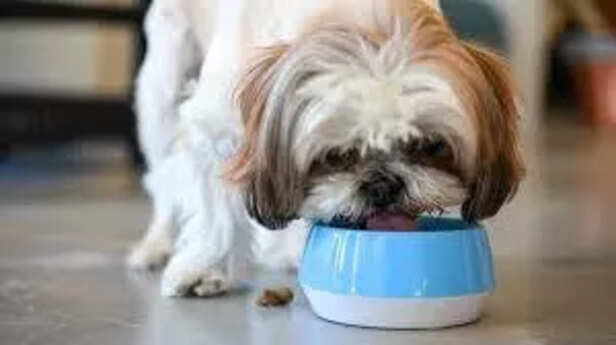 Elegant shih Tzu dog