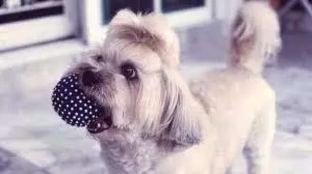 Well groomed Shih Tzu