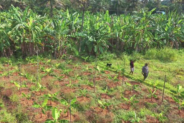 यहाँ उगते हैं 400 से ज़्यादा किस्मों के केले हर केले का अलग स्वाद, अलग खुशबू और अलग कहानी।