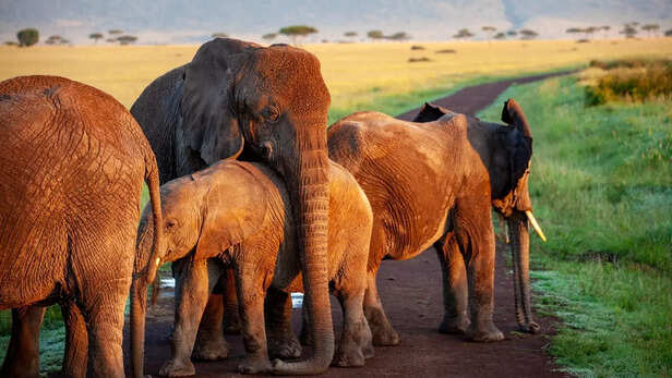 Elephants Are Among the Most Emotional Animals
