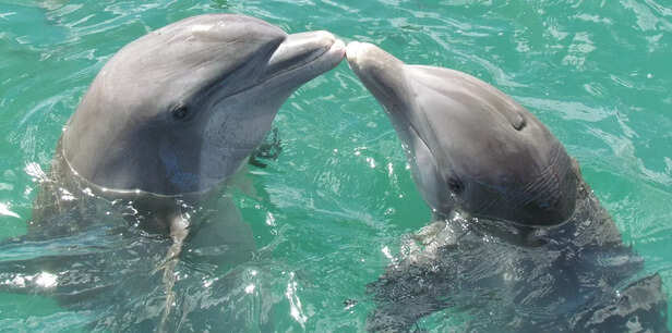 The Gentle Emotions of Dolphins