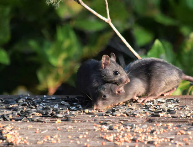 Rats Feel More Than We Think