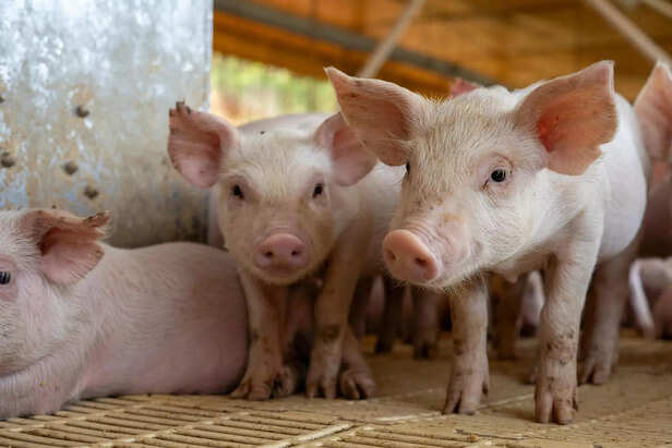 Pigs: Smart Animals With Deep Feelings