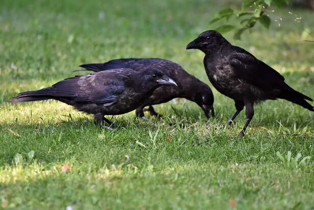 The Brilliant &amp; Sensitive Minds of Crows and Ravens